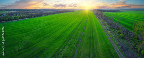 Panorama of green sown field at sunset