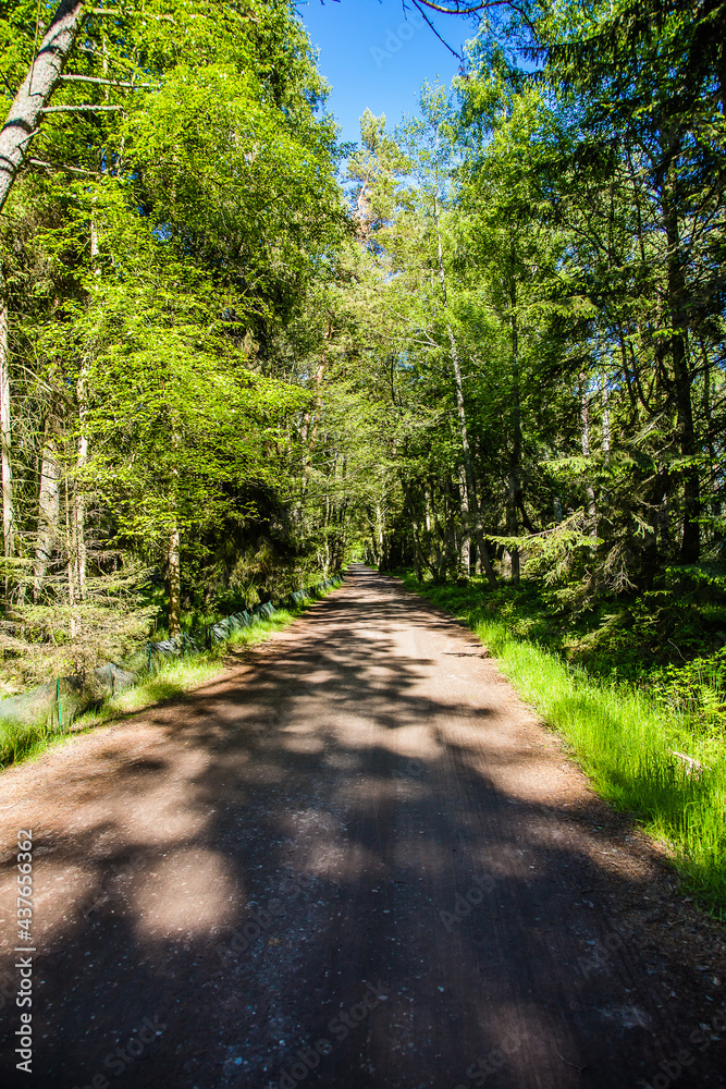 Old pine forest, part of the Slowinski National Park located on Polish coast close to the Baltic Sea, Poland Old pine forest, part of the Slowinski National Park located on Polish coast close to the Baltic Sea, Poland