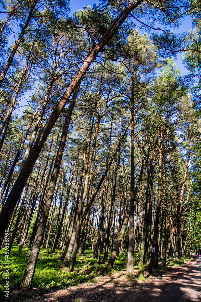 Old pine forest, part of the Slowinski National Park located on Polish coast close to the Baltic Sea, Poland Old pine forest, part of the Slowinski National Park located on Polish coast close to the Baltic Sea, Poland