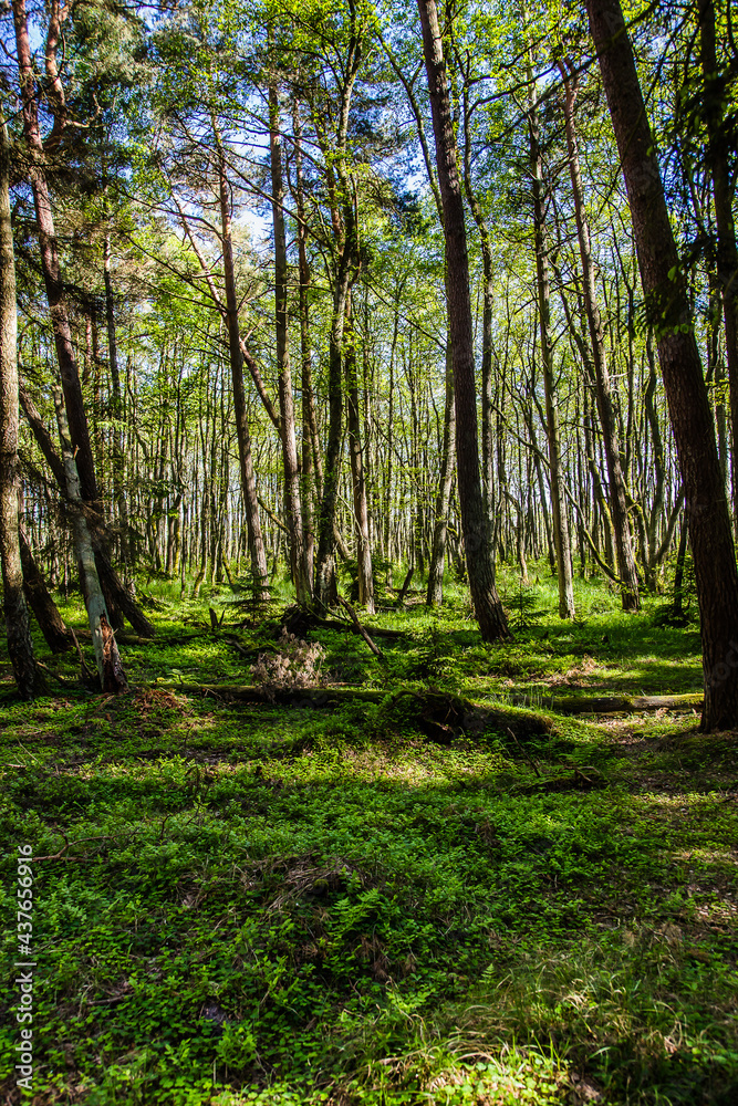 Old pine forest, part of the Slowinski National Park located on Polish coast close to the Baltic Sea, Poland Old pine forest, part of the Slowinski National Park located on Polish coast close to the Baltic Sea, Poland