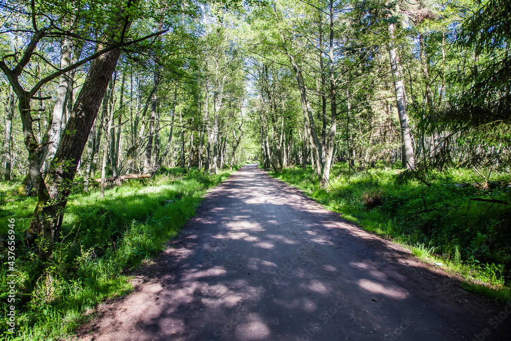 Old pine forest, part of the Slowinski National Park located on Polish coast close to the Baltic Sea, Poland Old pine forest, part of the Slowinski National Park located on Polish coast close to the Baltic Sea, Poland