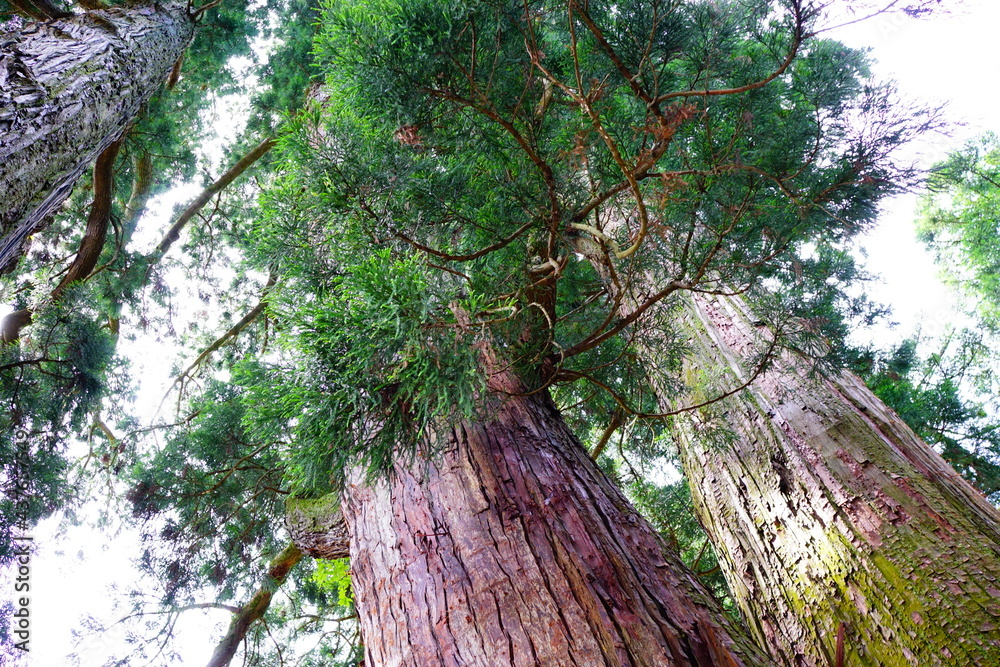 Fototapeta premium 栢野大杉 菅原神社