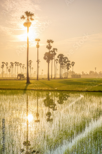 Rice fields and sugar palm trees in the morning .There is a beautiful reflection of the water . The sky with beautiful clouds.