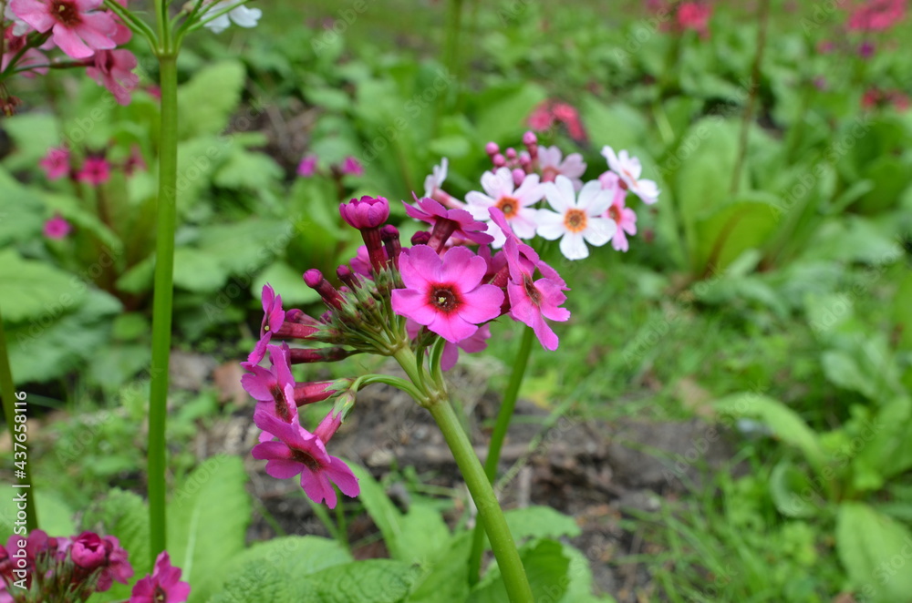 Obraz premium Japanese primroses on the plateau