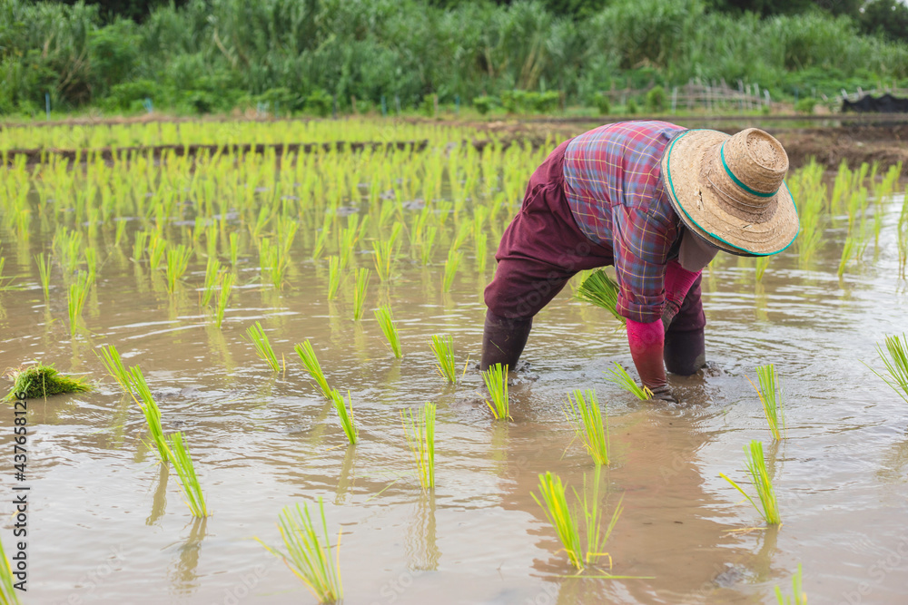 Asian peasant woman planting rice Asian peasant woman planting rice