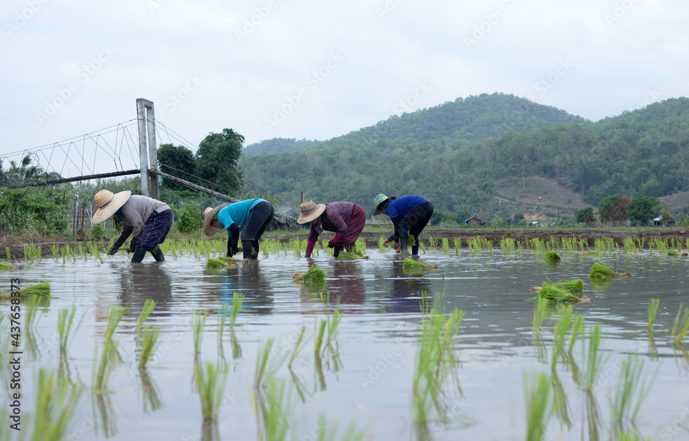 Obraz premium Asian peasant woman planting rice
