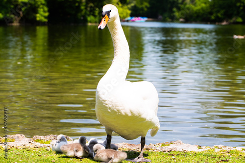 Swan family at the Kleinhesseloher See in the English Garden in Munich  Bavaria