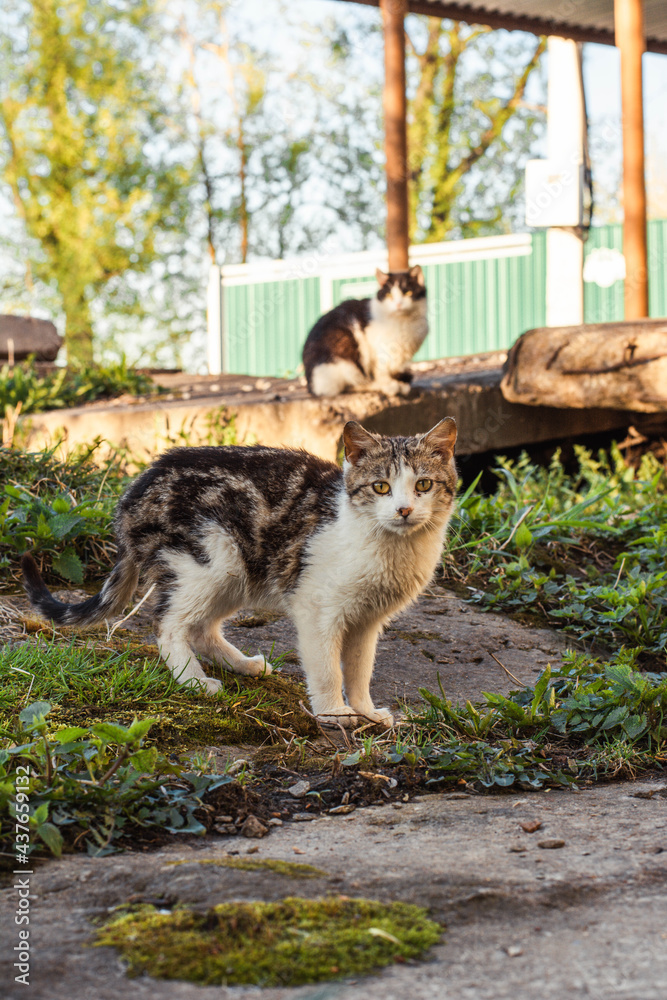 Fototapeta premium cat in the garden