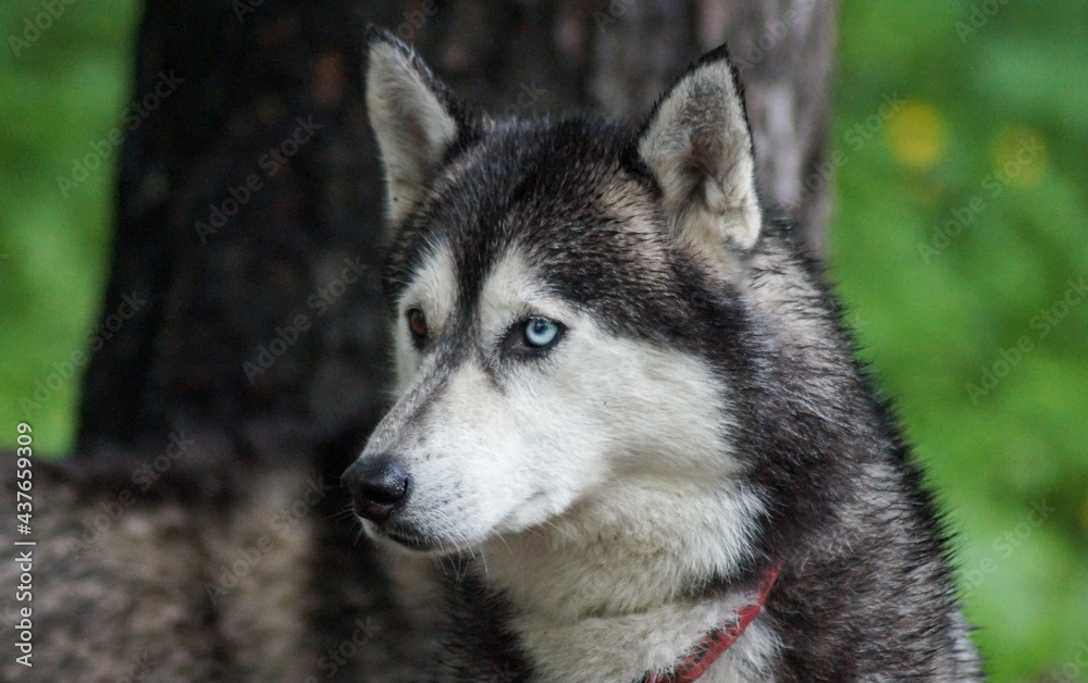 Siberian husky dog black and white color with blue and brown eyes