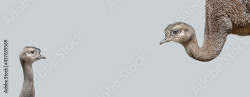 Banner with an ostrich mother with her cute and curious chick at solid grey background with copy space. Concept of biodiversity and wildlife conservation.