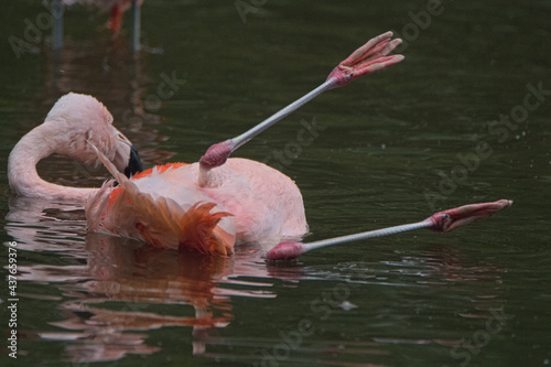 Pink flamingo in the water. Warsaw ZOO