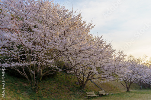 夕焼け時の満開の桜