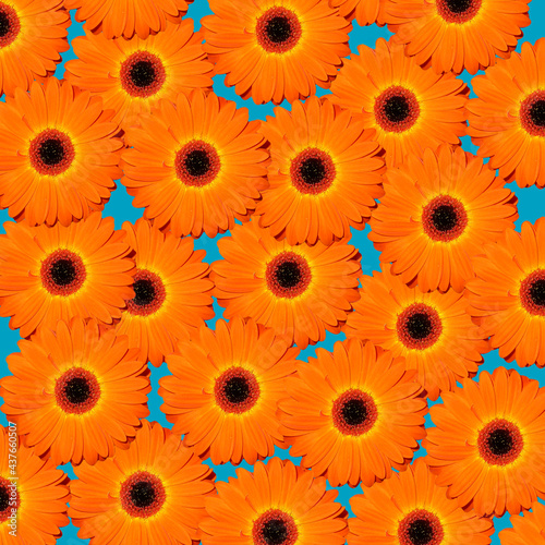 Bright orange gerbera on blue abstract pattern for background and graphic resource