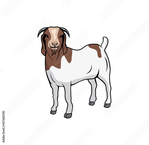 Boer goat design illustration , suitable for your design needs, T-shirt, logo, illustration, animation, etc.
