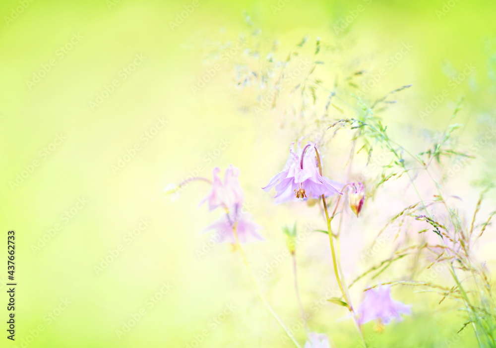 Summer blossoming aquilegia (columbine) on green meadow, pink flower background, shiny floral card, selective focus, shallow DOF