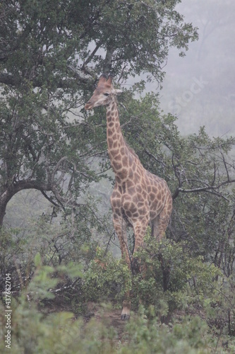 giraffe in the savannah rain