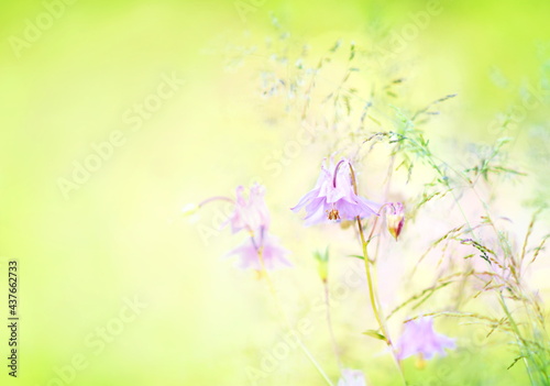 Summer blossoming aquilegia (columbine) on green meadow, pink flower background, shiny floral card, selective focus, shallow DOF