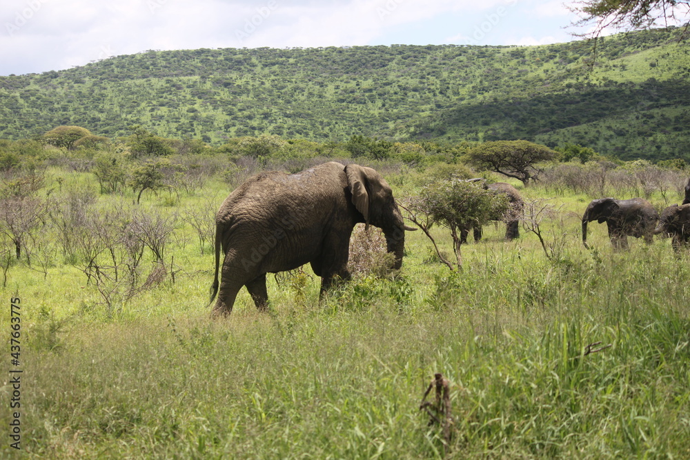 Ταπετσαρία elephants in the savannah