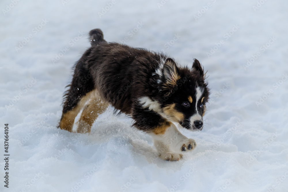 Australian shepherd puppy in winter snow Australian shepherd puppy in winter snow