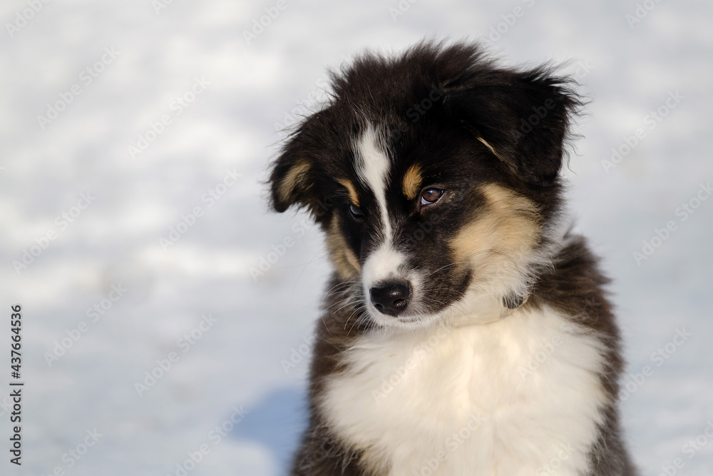 Australian shepherd puppy in winter snow