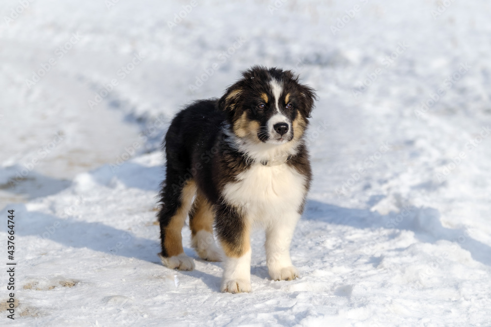 Australian shepherd puppy in winter snow Australian shepherd puppy in winter snow