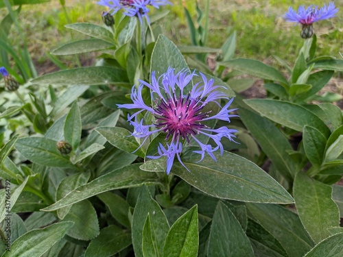 Mountain cornflower. Centaurea montana. Healing plant. photo