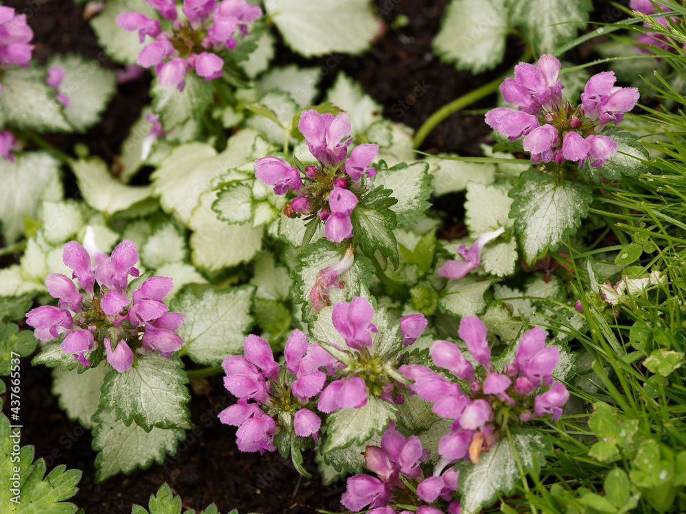 Lamier maculé ou tacheté (Lamium maculatum 'Silver beacon') à jolies fleurs verticilles rose magenta au dessus d'un feuillage panaché gris-argenté borduré de vert foncé Lamier maculé ou tacheté (Lamium maculatum 'Silver beacon') à jolies fleurs verticilles rose magenta au dessus d'un feuillage panaché gris-argenté borduré de vert foncé