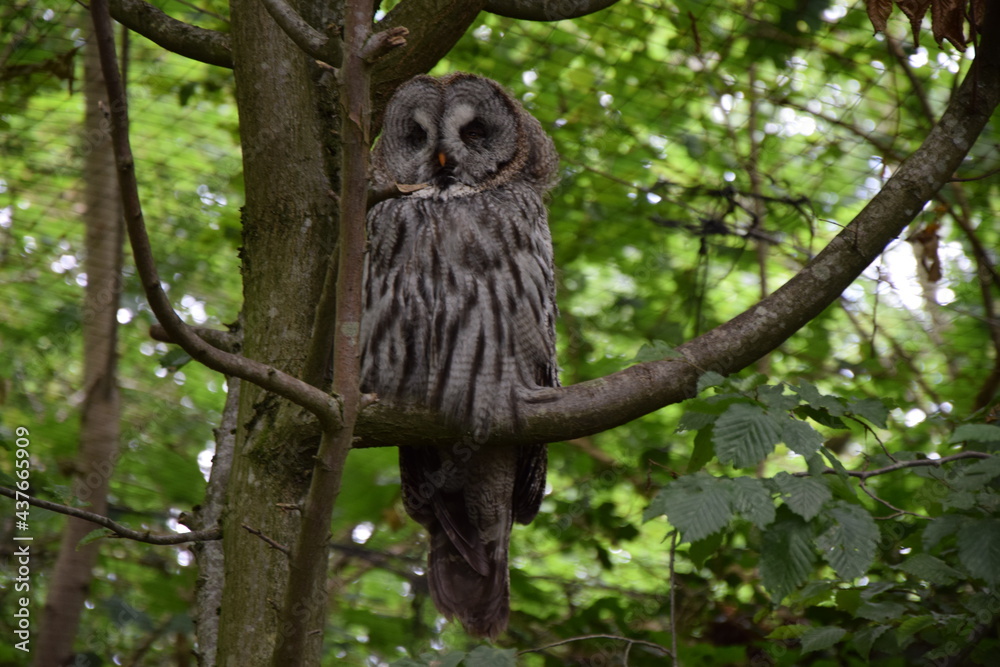 owl germany owl germany