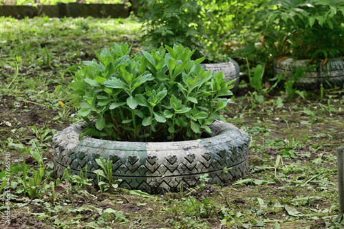 A flower bed made from an old car tire. Flowers grow from the flower bed