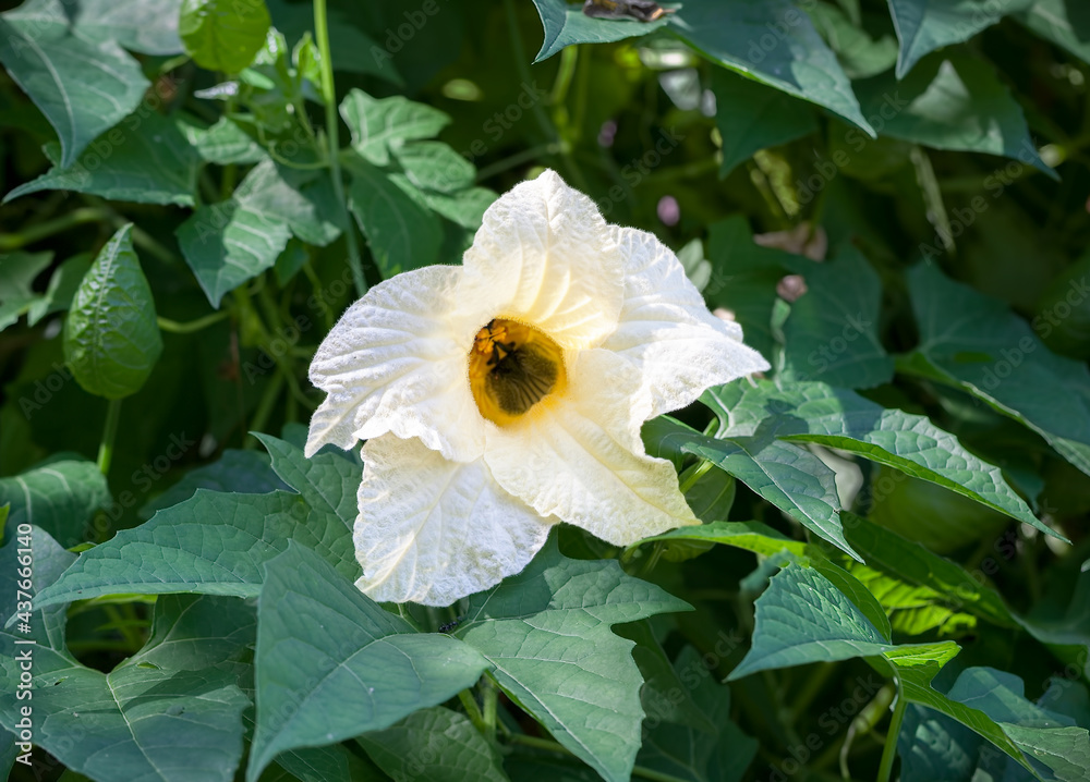 Flower of gac plant (Momordica cochinchinensis) Flower of gac plant (Momordica cochinchinensis)