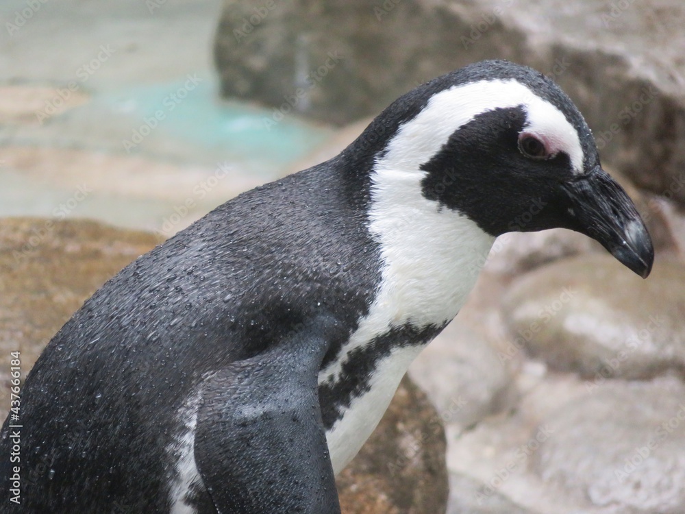 Naklejka premium ケープペンギン