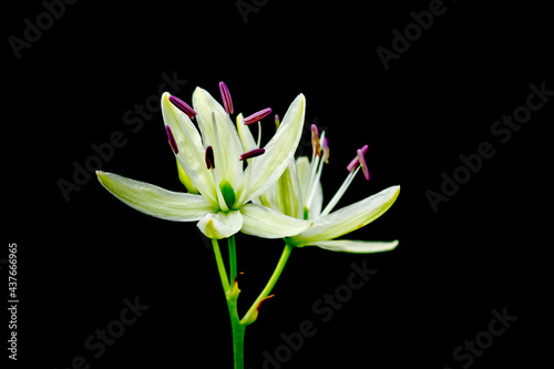 Creative Art abstract of beautiful plant Blossom of white natural wildflower Camassia Leichtlinii Alba lily. Fragility flowers in bloom of small white Camassia quamash garden flower isolated on black 