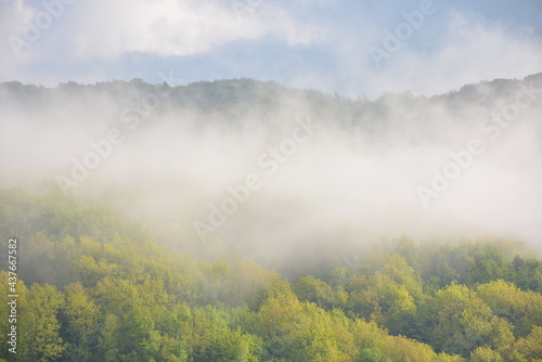 forest in the morning fog. beautiful nature scenery in spring. green nature background on a sunny weather © Pellinni