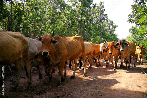 Herd of cows go to find food in the forest.