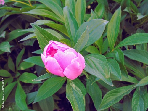 Pink peony bud
