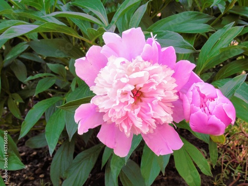 pink flower