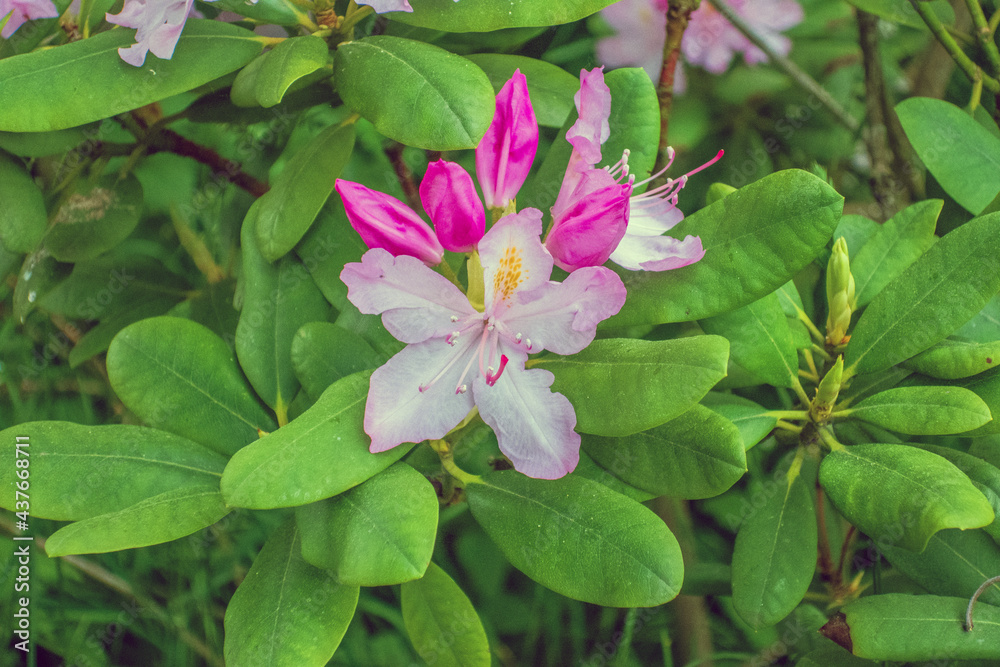 Frühling Sommer 2021