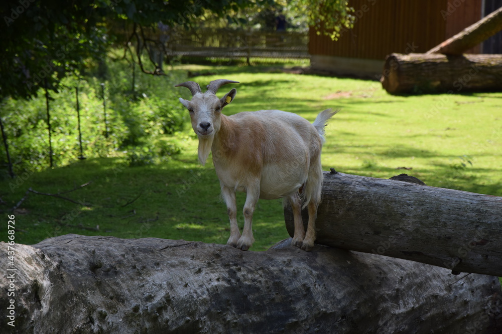 Fototapeta premium Goat Germany