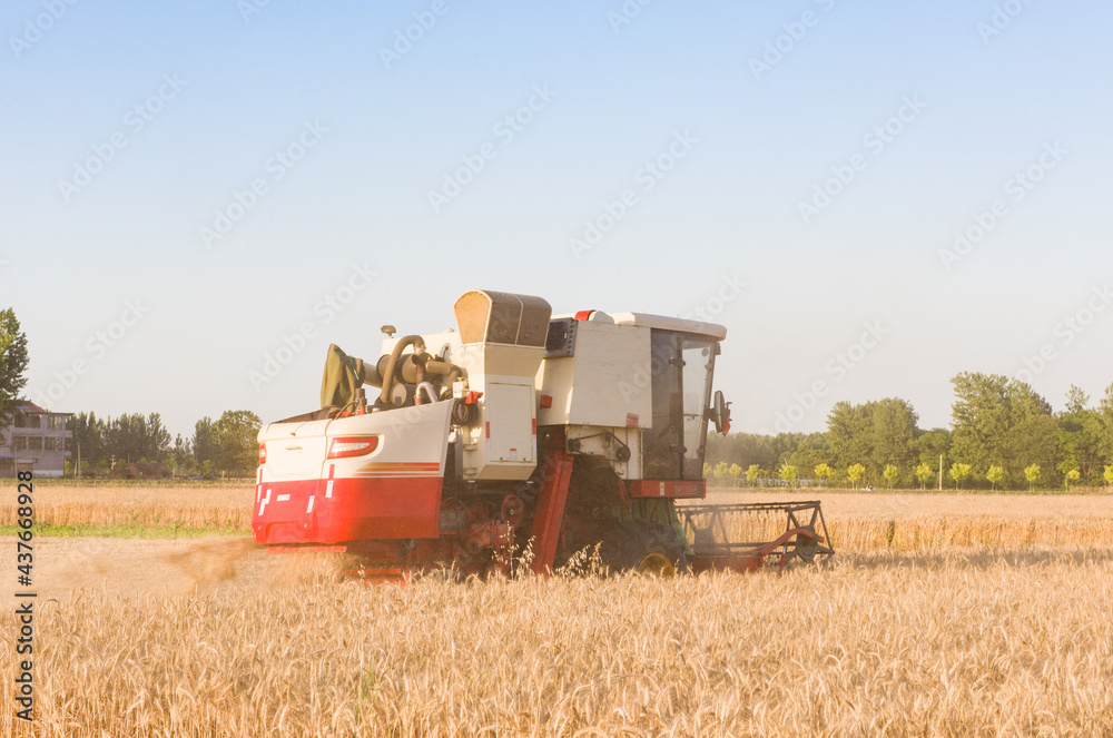 Fototapeta premium combine harvester working on a wheat field
