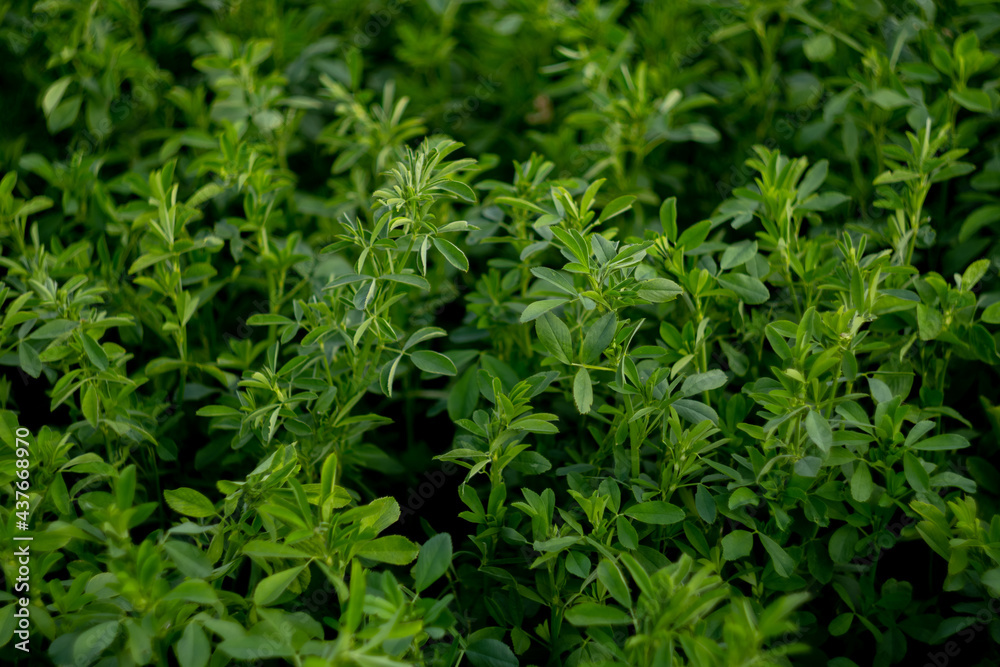 field of green grass, background field of green grass, background