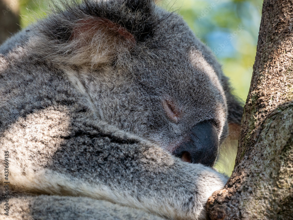 Obraz premium koala sleeping