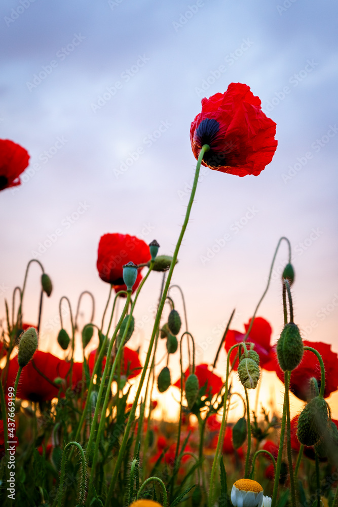Obraz premium Mohnblumen bei Sonnenuntergang