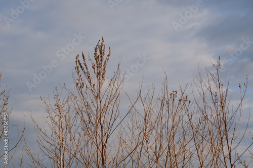 branches of dry grass against the sky