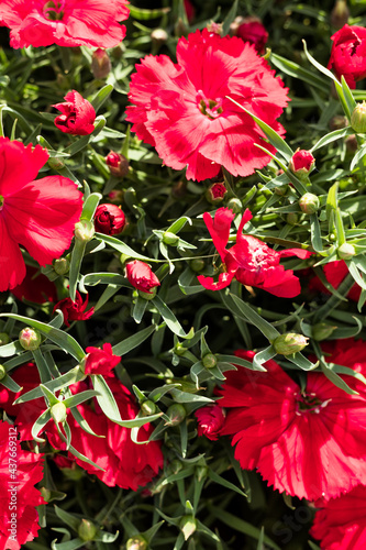 Red dianthus or pinks growing and blooming in a plant nursery