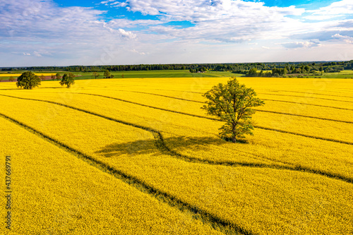 green trees in the middle of a large flowering yellow repe field, aerial view photo