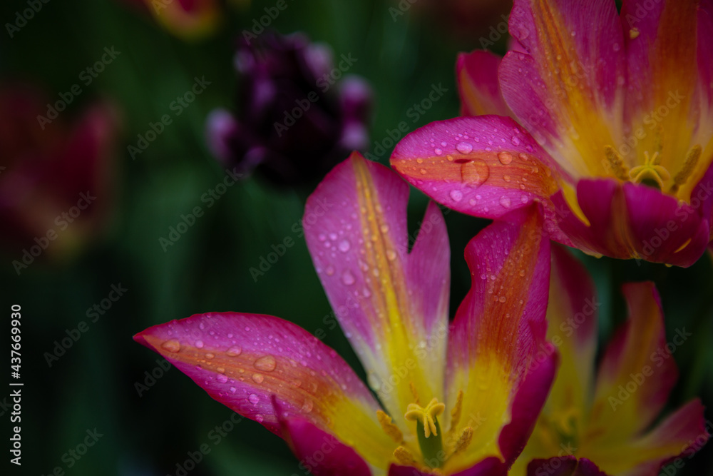 tulips in the morning dew