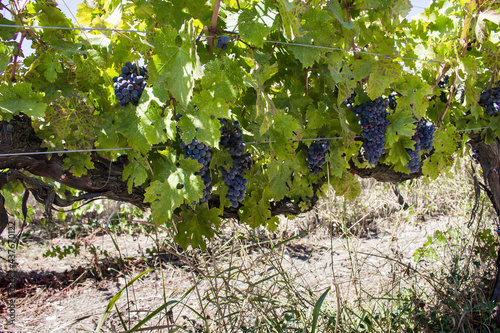 Close up view of bunches of grapes at Aegean vineyard located in Urla district of Izmir province in Turkey. It is a sunny summer day. photo