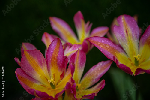 tulips in the morning dew