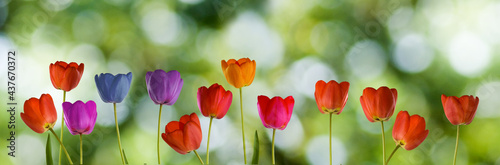 Image of many flowers of tulips in a garden