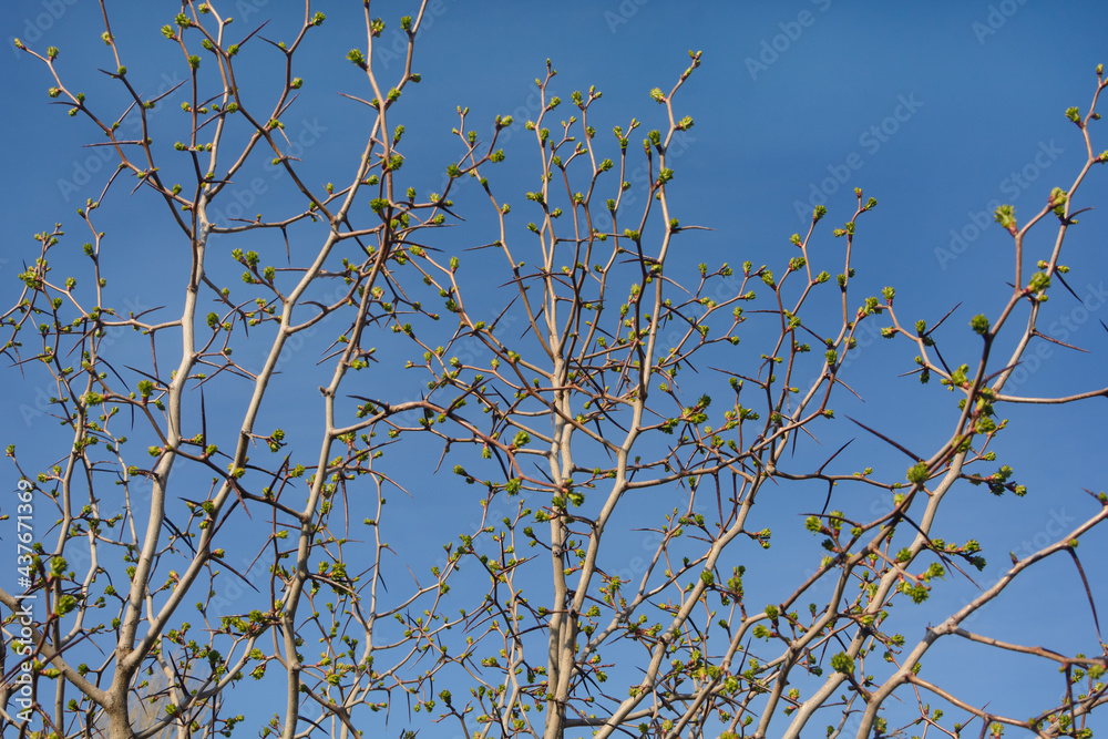 Hawthorn branches with thorns and open buds with new green foliage. Early spring, blue sky background Hawthorn branches with thorns and open buds with new green foliage. Early spring, blue sky background